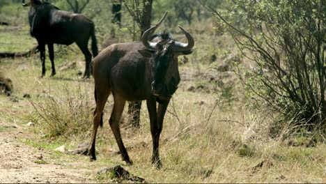 Ganzkörperansicht-Von-Gnus,-Die-Stehen-Und-Die-Umgebung-Beobachten