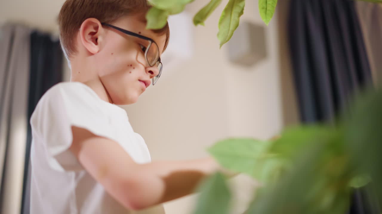Boy with glasses indoors cleaning green houseplant leaves, focused on plant care and maintenance, practicing responsibility, mindfulness, nurturing healthy greenery, promoting growth, learning about nature