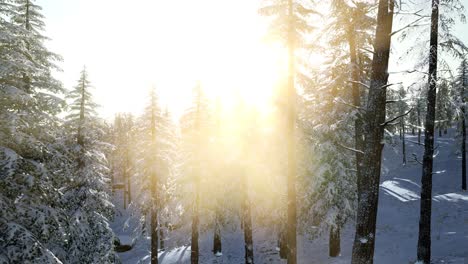 flight above winter forest