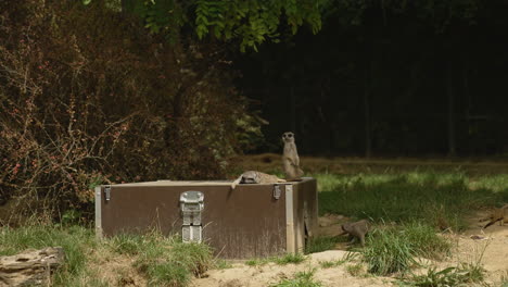 Pequeño-Grupo-De-Meerkat-De-La-Familia-Mangosta-Disfrutando-De-La-Naturaleza-Dentro-De-Un-Zoológico