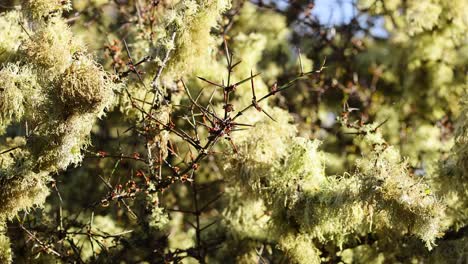 matagouri branches covered in pale green lichen gently sway in bright natural sunlight, captured in a slow, steady close-up pan outdoors