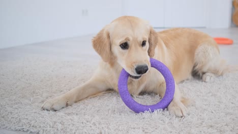 golden retriever playing with ring toy