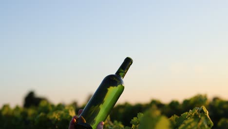 la mano sosteniendo una botella de vino en el viñedo al atardecer