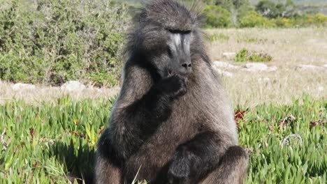 a male baboon sitting in a patch of wild figs and eating