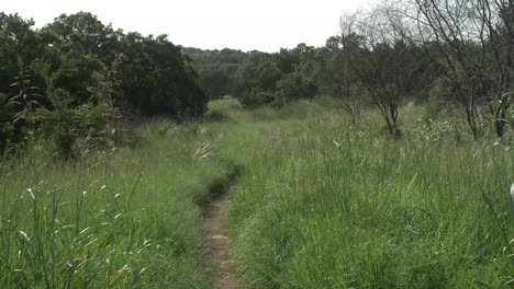 Blick-Auf-Einen-Kleinen-Wanderweg-Im-Texas-Hill-Country-Mit-Hohen-Gräsern,-Die-Sich-Im-Wind-Wiegen