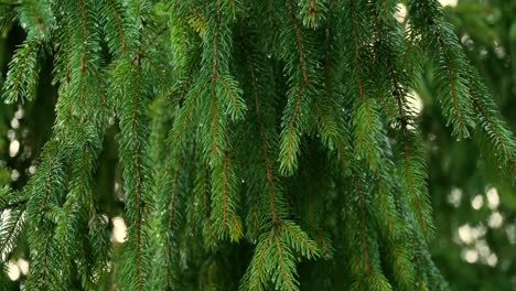 branches of coniferous green tree with morning dew drops in spring