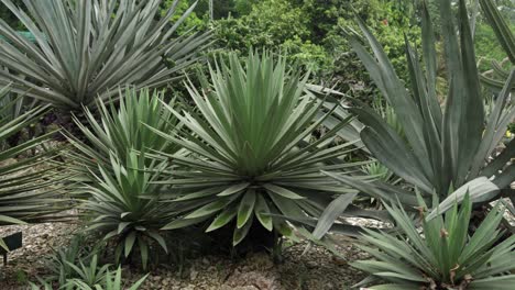 dense cluster of agave vivipara plants with sharp, spiky leaves in nature