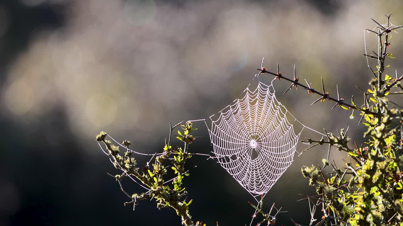 A spider web delicately sways among branches, illuminated by soft morning light, creating a serene natural scene