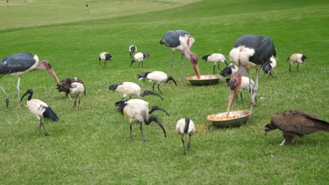 ibis sagrado africano y alimentación de cigüeñas marubou