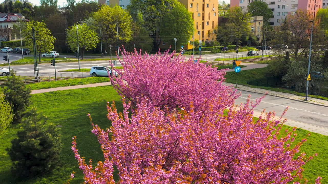 Drone view of cherry blossom alley - sakura at spring time in Bronowice, Krakow, Poland.
Morning, soft light.
Some people taking photos.