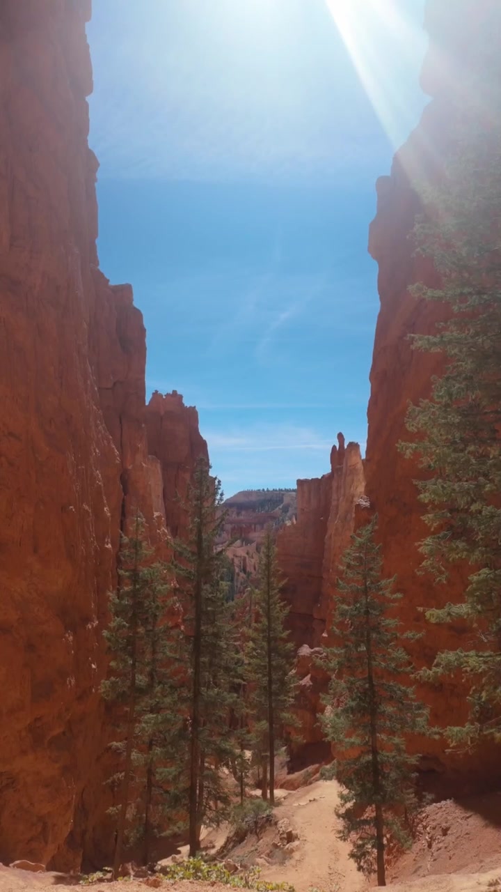 En klippefyldt rød kløft med høje træer og orange jord i centrum af Bryce Canyon Nationalpark på en solrig dag.