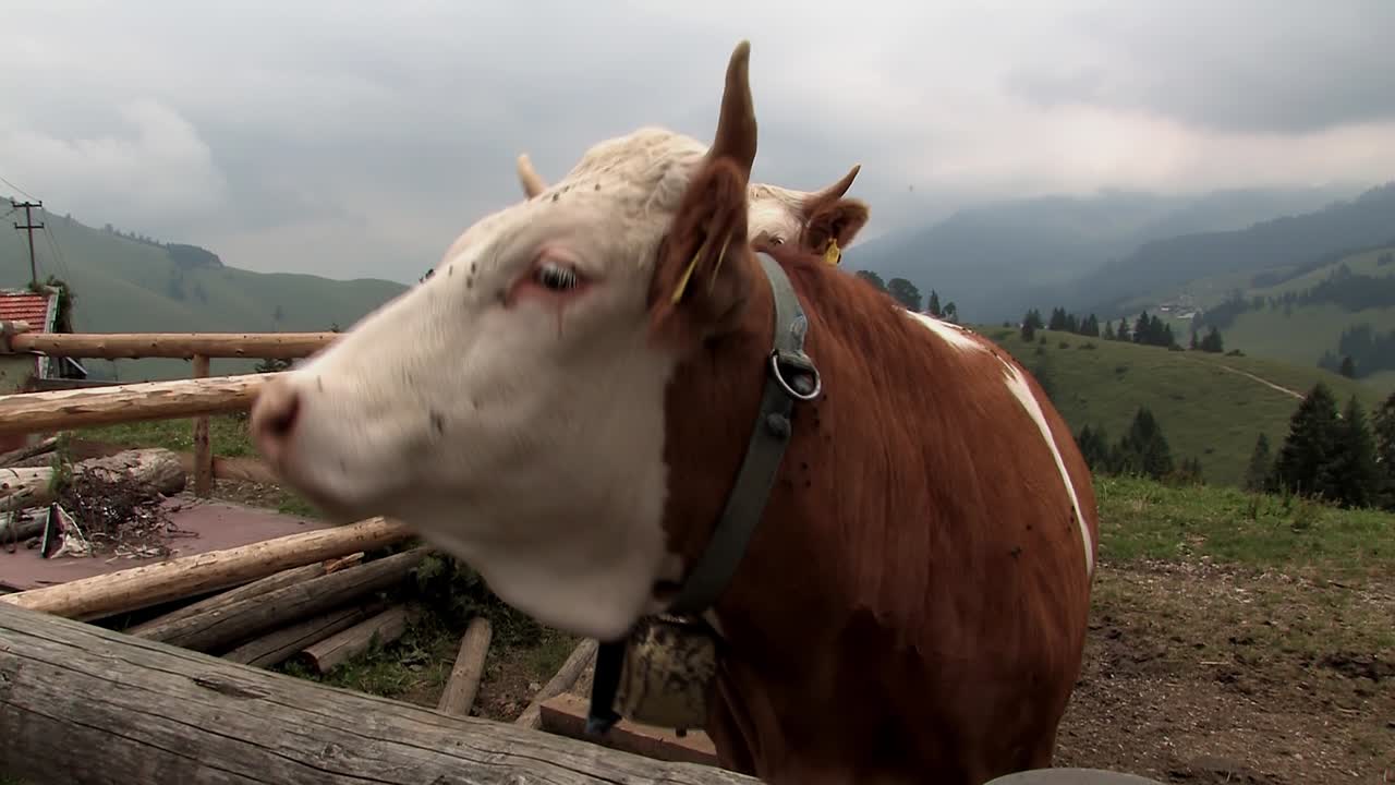 Pascolo alpino con mucche nelle Alpi bavaresi vicino a Sudelfeld, Germania-4