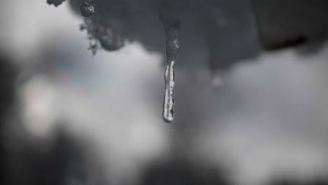 dripping icicle in winter in switzerland