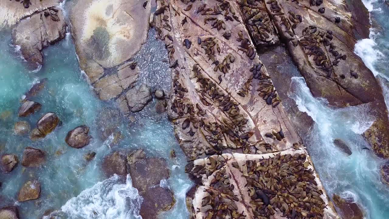 Drone aerial over massive seal colony on a small island off the coast of South Africa 3