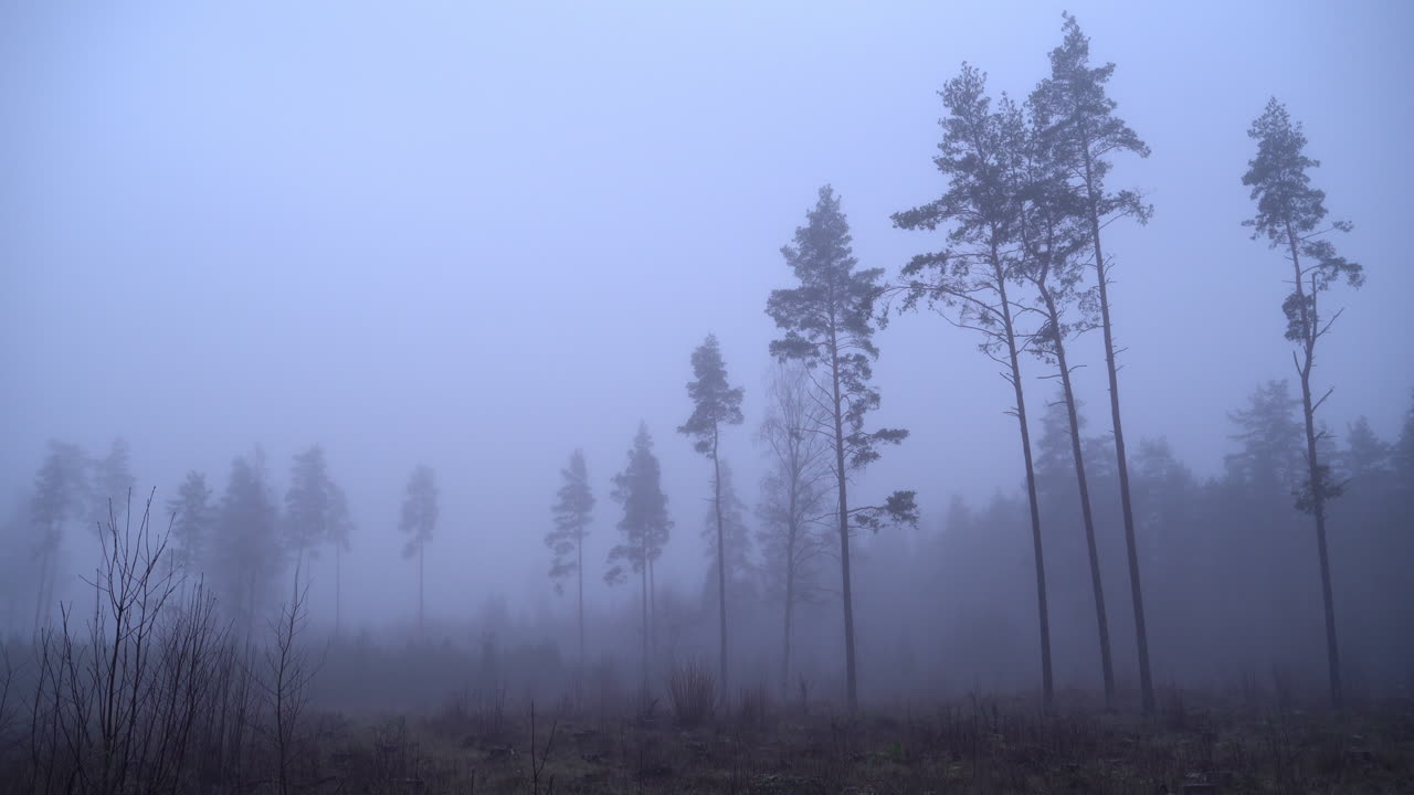 despeje con algunos pinos en la mañana brumosa
