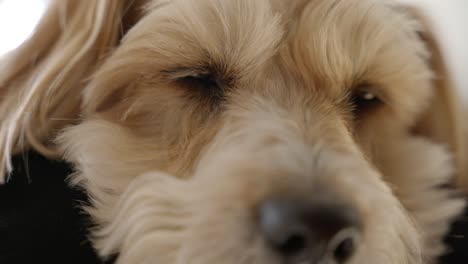 portrait of sleepy wheaten terrier dog. close-up