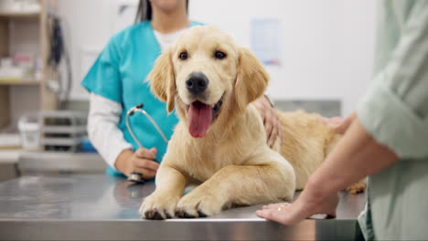 happy dog on table with woman