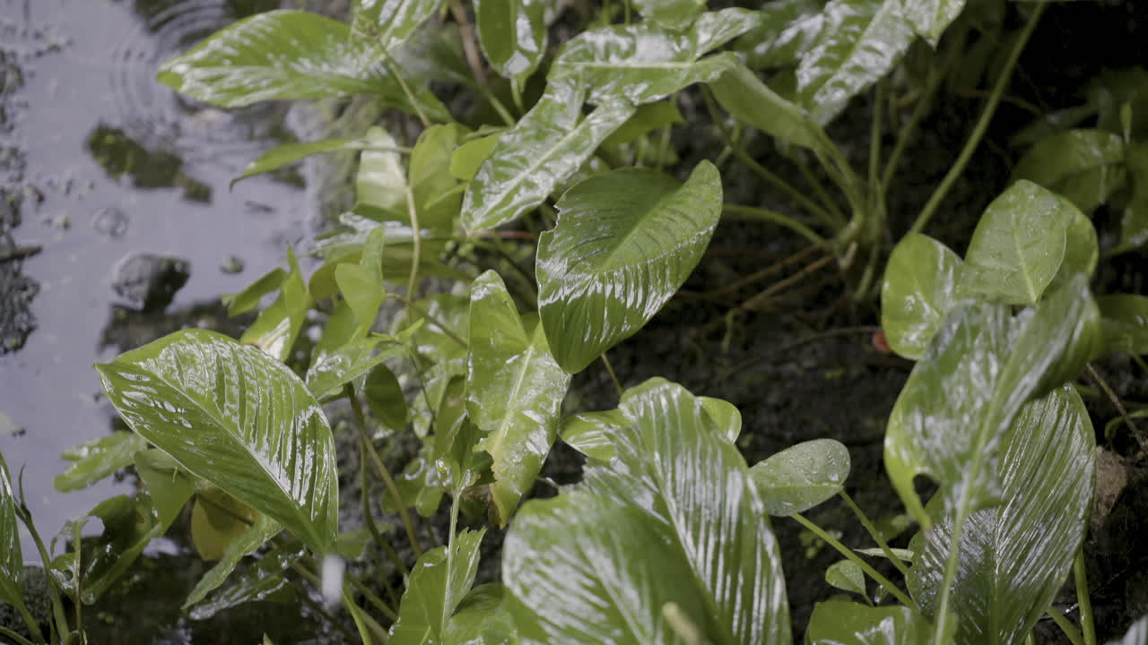 rain drops on tropical leaves in slow motion