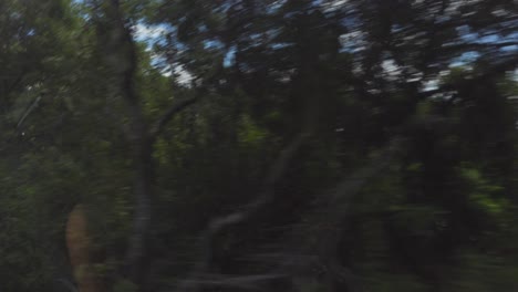 Passing-Trees-while-on-a-Roadtrip-as-seen-from-the-Window-of-a-Passenger's-Seat