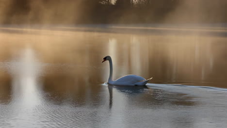 swan on a misty lake at sunrise