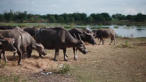 water buffalo herd in a pasture