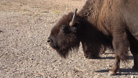 bison chewing food with the herd