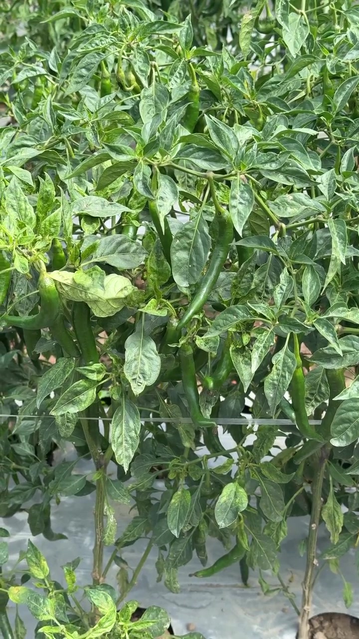 Peperoncini verdi che crescono sulle piante in serra.