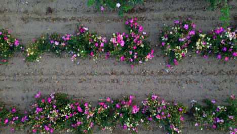 Aerial-directly-above-trenches-in-a-commercial-flower-growing-farm