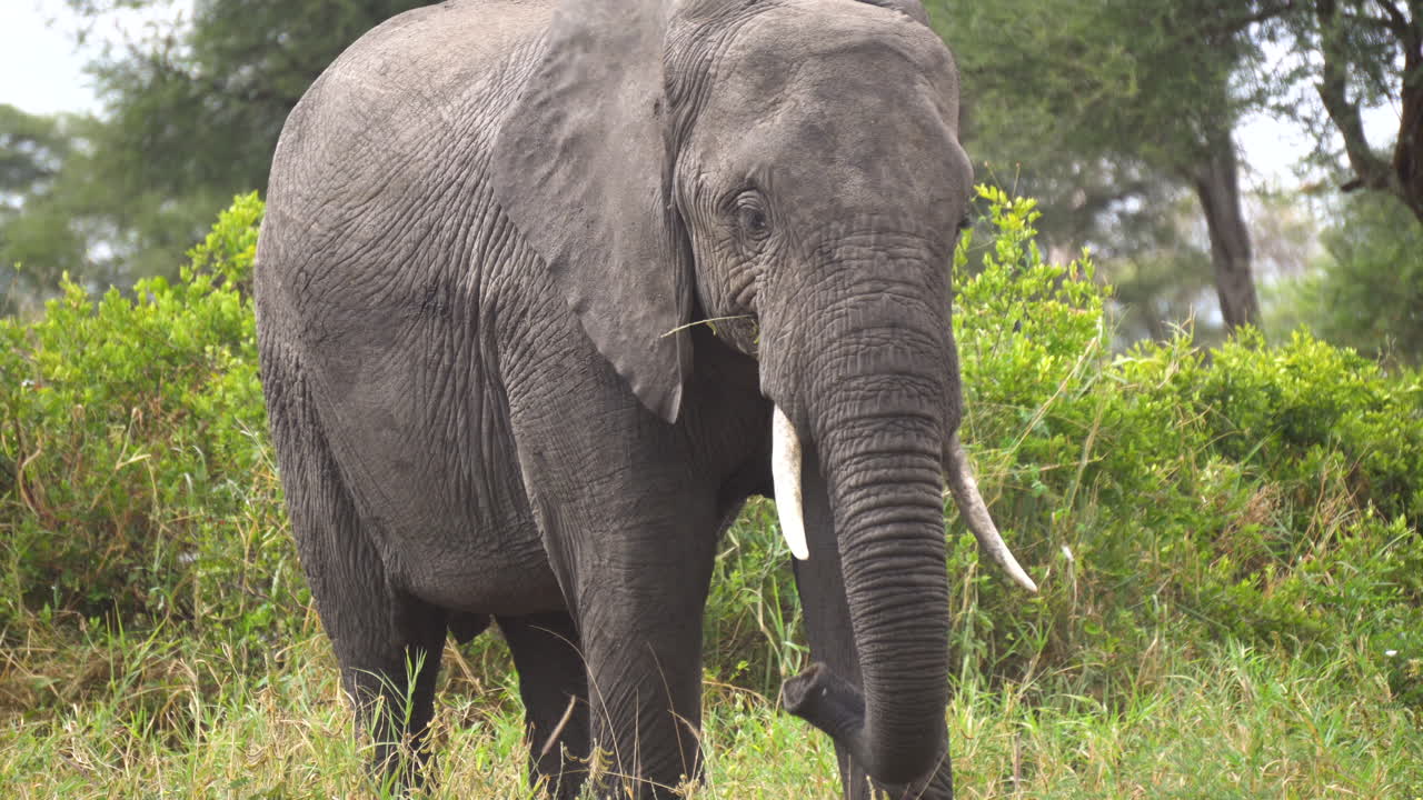 Elephant Eating Grass in African Savannah, Close Up. Animal in Natural Habitat, Preserve of National Park, Africa