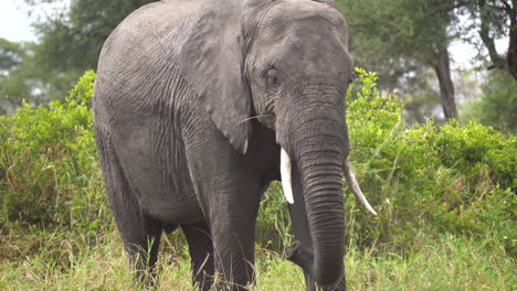 elephant eating grass in african savannah, close up. animal in natural habitat, preserve of national park, africa