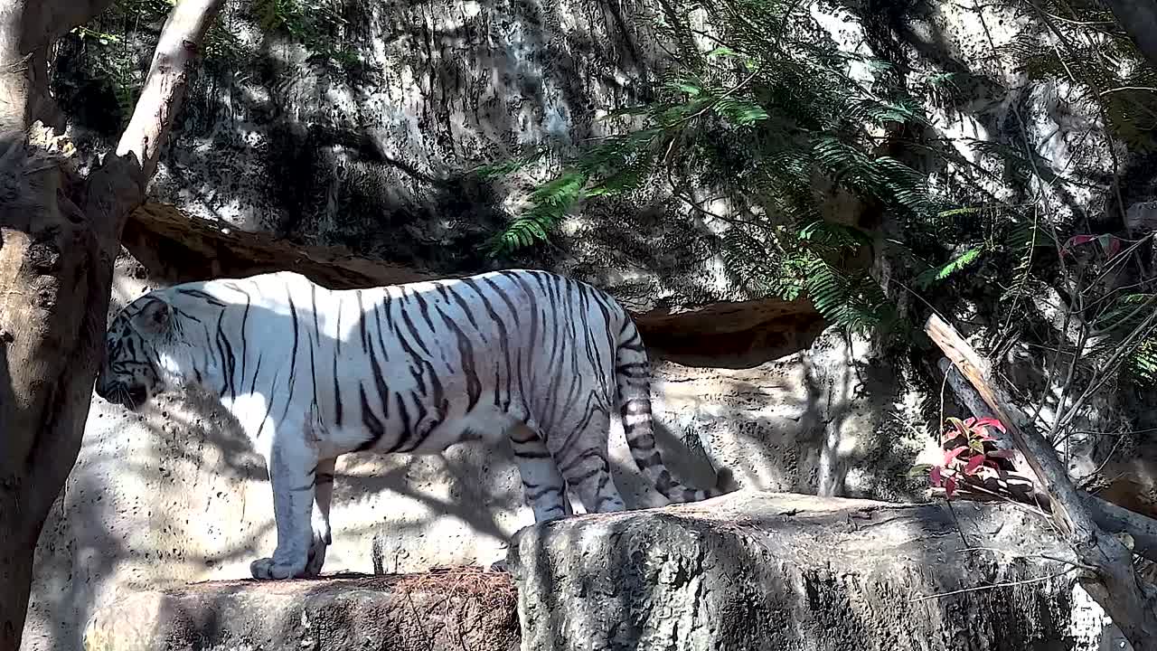 A white tiger walks gracefully beside a tree and rocky terrain, showcasing its striking stripes.