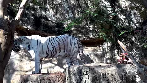 a white tiger walks gracefully beside a tree and rocky terrain, showcasing its striking stripes.