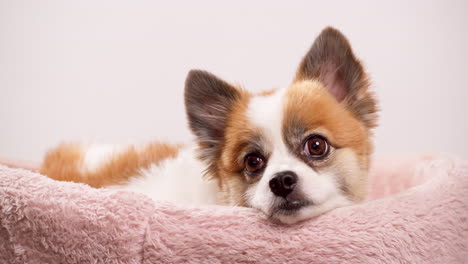 pequeño chihuahua en su cama descansando pero atento mirando a la cámara