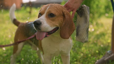 dueño del perro bañando al perro con la boca del perro abierta al aire libre, salpicando agua mientras el perro parece reflexivo, sosteniendo el bolso en la mano, el fondo presenta vegetación exuberante y árboles