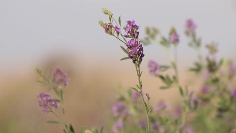 Flores-Moradas-De-Alfalfa-Que-Soplan-En-El-Viento,-Medicago-Sativa,-Primer-Plano,-Soleado