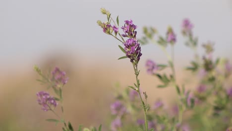 flores de alfalfa de color púrpura ondeando al viento, medicago sativa, primer plano, soleado