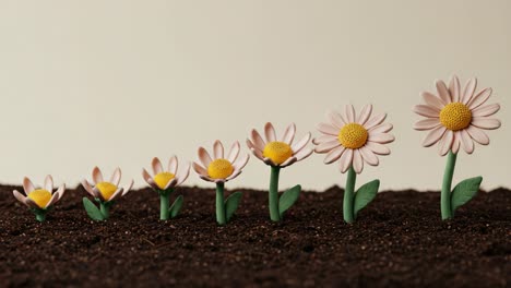 a serene growth sequence of delicate pink daisies rising from rich dark soil, capturing nature's beauty and the essence of springtime in two dynamic frames