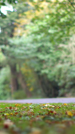 road surrounded by woods