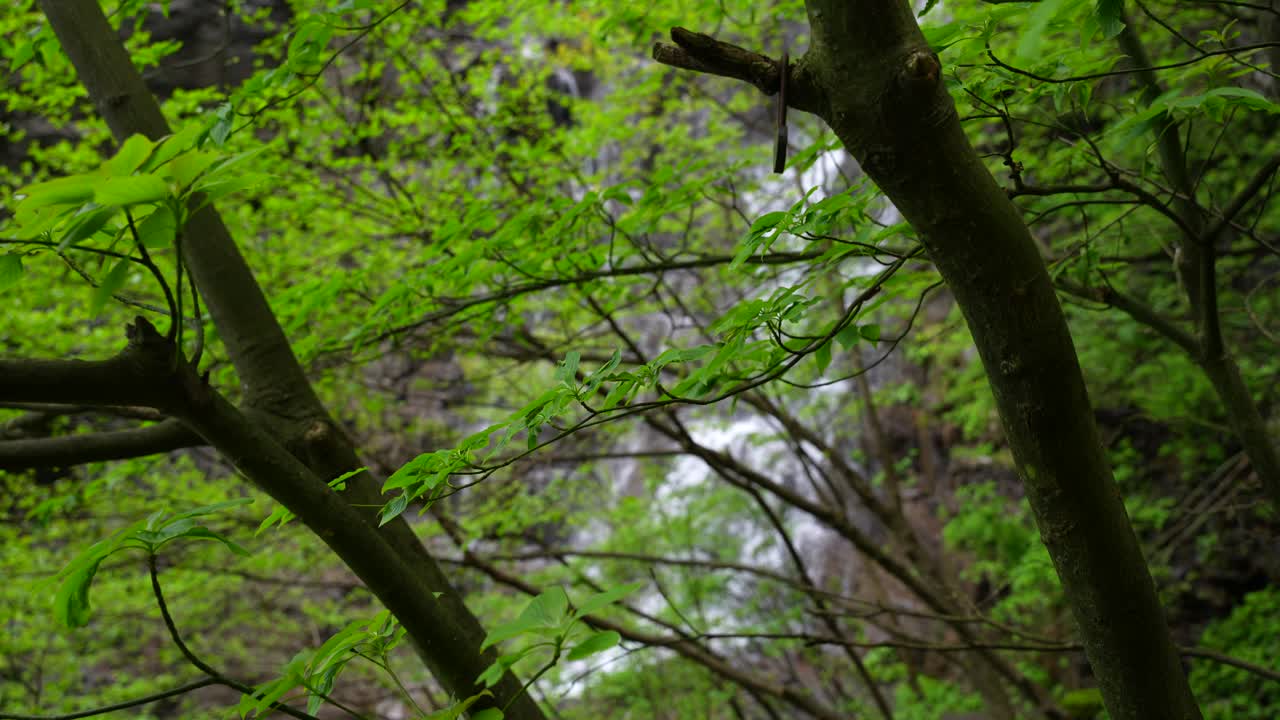 Rack focus from a waterfall to green leaves of Chinese forest