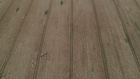 Vista-Aérea-De-La-Cámara-De-Drones-Girando-Sobre-Un-Campo-Marrón-Con-Marcas-De-Tiras