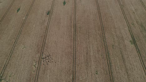 aerial view drone camera swirl over brown field with strip marks