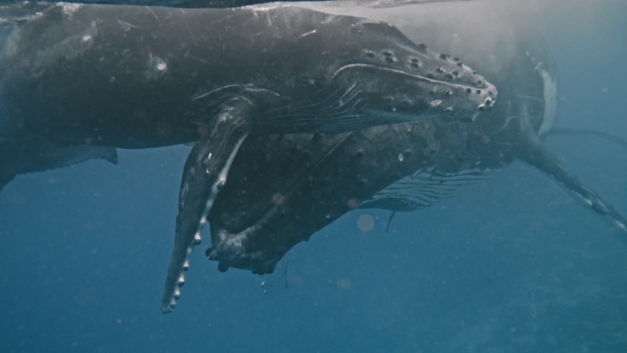 Humpback Whale Calf Hugs Mom's Face With Its Cute And Bumpy Flippers