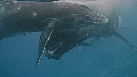 humpback whale calf hugs mom's face with its cute and bumpy flippers