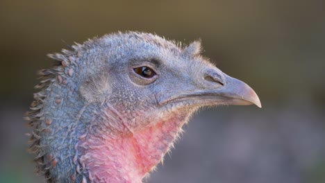 extreme close up of female turkey blinking in slow-motion 4k