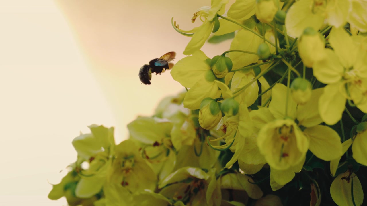Vivid macro of a carpenter bee feeding on brilliant yellow cassia blossoms before darting into flight, wings buzzing, pollination wildlife garden spring themes.