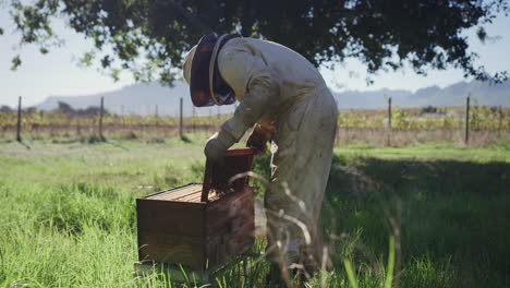 beekeeper inspecting beehive in a vineyard
