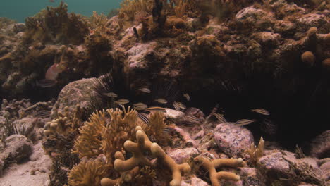 sea urchin, coral, and fish species in underwater ecosystem in caribbean ocean