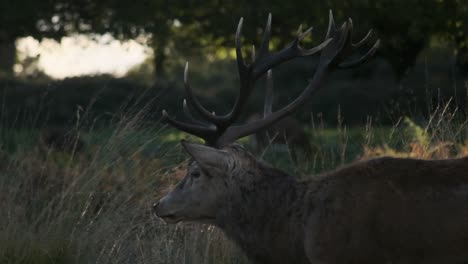 Close-up-profile-tracking-shot-of-Stag-slow-motion