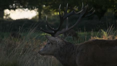 close up profile tracking shot of stag slow motion