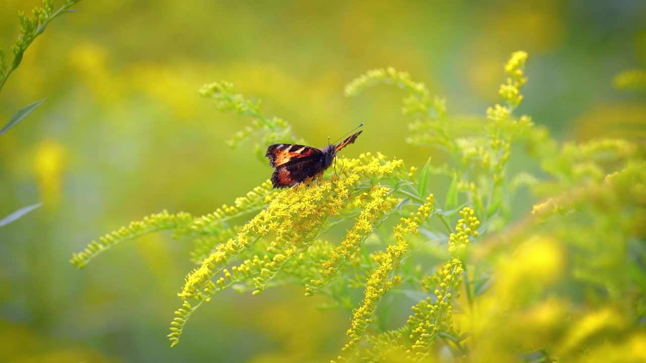 작은 거북이  ⁇ 데기 나비 (aglais urticae, nymphalis urticae) 는 nymphalidae과에 속하는 다채로운 유라시아 나비입니다. 주로  ⁇ 은 오렌지색의 중간 크기의 나비입니다.
